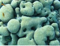 Brain coral Diploria cerebriformis 8